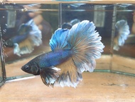 ♨️READY STOCK ♨️MALE DUMBO HALFMOON FREE FEMALE