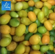 Buah segar fresh jeruk kesturi kasturi emas kimkiet kim kiet kimkit kim kit kumquat kum quat kumkuat