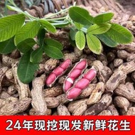 24年新鮮濕花生 農家現挖粉紅皮花生水煮花生帶殼新鮮帶泥生花生