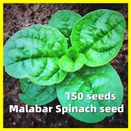 Malabar Spinach Seed - High Yielding (50 Seeds) 木耳菜  Hydroponic Vegetables Garden Potted Plants Live