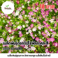 Mixed Color Gypsophila Seeds 50