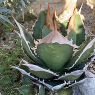 SG2935-超稀有白澤嚴龍🔥多肉植物小盆栽禮物🔥