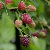 bibit pohon blackberry sudah berbuah