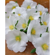 Ros Jepun Alana White / Bunga Kembang Sepuluh Alana Putih