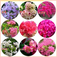 ▧ ● § Colorful Dwarf Bougainvillea Flower Seeds for Planting (20 Seeds ) Bougainvillea Pants