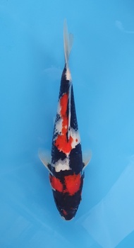 Ikan Koi Import Showa Isa (code 25)