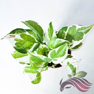 [Indoor plant] NJoy Pothos Money plant by LS Group