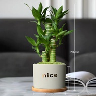 Fugui Bamboo Potted Plant Indoor Good Raising Lotus Bamboo Guanyin Bamboo Desktop Small Green Plant