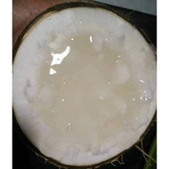 Hybrid Fragrant pandan jelly Coconut Tree