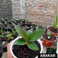 Anthurium jemani cobra - Anturium Jemani kobra