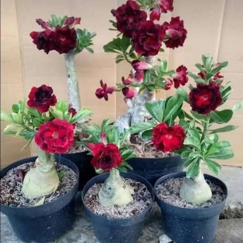 ADENIUM KAMBOJA JEPANG BUNGA TUMPUK MERAH MAROON