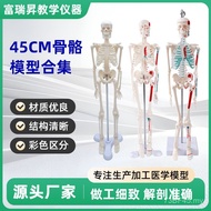 Model 45cm Skeleton Small Skeleton Model Human Body Model Skeleton Teaching Model Whole Body Collect