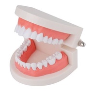 Original | Dental Mannequin Dental Demonstration Tool/ Dental Mannequin/