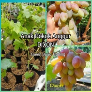 ANAK POKOK ANGGUR DIXON pokok senang berbuah