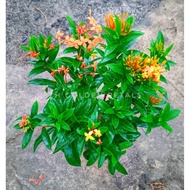 ZH GOLDEN PETALS - IXORA OREN / IXORA ORANGE / BUNGA JARUM