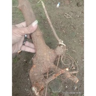 TERMURAH Bahan bonsai putri malu viral/bonggol @omley46