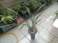 ★╮芳草園★╮－四季蘭「鐵骨素心」一株五芽