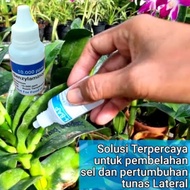 Pupuk Hormon Anggrek BAP. 6-BAP BENZYL AMINO PURIN 10.000 ppm 30 ml