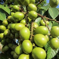 pokok Buah Kristal / Matoa Fruit (Pometia pinnata) - Pokok Hidup / Live Plant