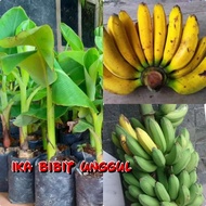 bibit pisang raja super