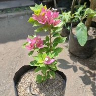 Bibit Bunga Bugenvil Singapur Pink Soft ORIAN / Bougenville Singapore Pink Soft Cepat Berbunga