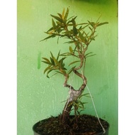 bonsai mame ficus beringin california program real Pict