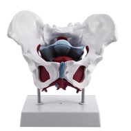 Female Pelvis and Reproductive Organs Model Female Bladder Pelvic Floor Muscle Rehabilitation Anatom