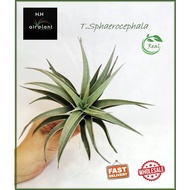 Air Plant Tillandsia Sphaerocephala Ionantha Airplant 空气草 空气凤梨 无土植物