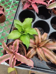 3pcs Cryptanthus with FREE white plastic pot, pebbles and garden soil (Live plant and Indoor plant)