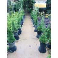pokok pencil pine pokok krismas