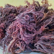 CIK SEAFOOD PURE SEAWEED RUMPAI LAUT UNGU/ KOLAGEN ASLI/ DRIED SEAWEED/RUMPAI LAUT SABAH