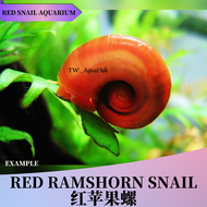[10pcs] Red Ramshorn Snail live snail aquarium