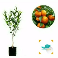 Bibit pohon jeruk santang madu/Tanaman buah jeruk santang madu
