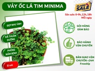 Cây vảy ốc mini vải ốc minima dùng set bể terrarium bán cạn chậu 9cm