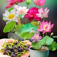 Flower Seed Lotus Seed Lotus Lotus Hydroponic Seed Multicolor Big Water Lily Bowl Lotus Four Seasons