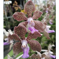 Mokara (Fragrant) Orchid plant (Grey) 莫氏兰 花苗 pokok orkid 灰色 Wangi
