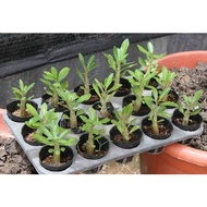 ISI 1 Adenium Socotranum -SEEDSTORE
