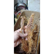 Korean dried red ginseng