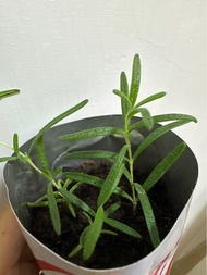 迷迭香｜Rosemary ｜室內盆栽｜香草