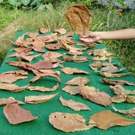 DAUN KETAPANG KERING UNTUK IKAN LAGA/IKAN GUPPY (20pcs)