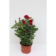 ✿Red Rose - Flower Pot - Fa to Home - Cameron Highland Fresh Flowers✶