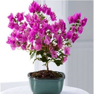 [Local Seller]Ouwu Bougainvillea Potted Plants Indoor and Outdoor Courtyard Balcony Climbing Vine Climbing Green Plant F