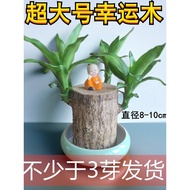 Real Brazil Wood Hydroponic Extra Large Oversized 10 Thick Old Stump Tree Flowering Plant Soil Culti