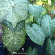 caladium florida moonlight