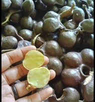 BIBIT BUAH JENGKOL HASIL OKULASI