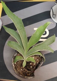 P. veitchii wild #321鹿角蕨.野銀 321