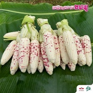 80Biji Benih Jagung Lilin Manis F1 Hybrid / Jagung Susu Manis Hybrid / East West Seed/Cap Panah Mera