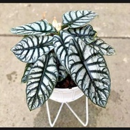 Bonggol pucuk ALOCASIA SILVER DRAGON (keladi tengkorak siap tanam)