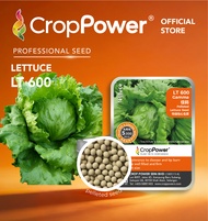 (5000 SEEDS) Biji Benih Sayur Salad Iceberg Gamma 佳码 LT600 CROP POWER Iceberg Lettuce Seed 结球生菜种子 LT