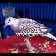 BURUNG DEKUKUR TEKUKUR WARNA LEOPARD